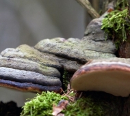 Mesima sợi nấm Thượng Hoàng tinh khiết