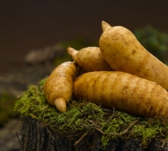 Thiên ma: Vị thuốc cổ xưa vẫn còn nhiều giá trị